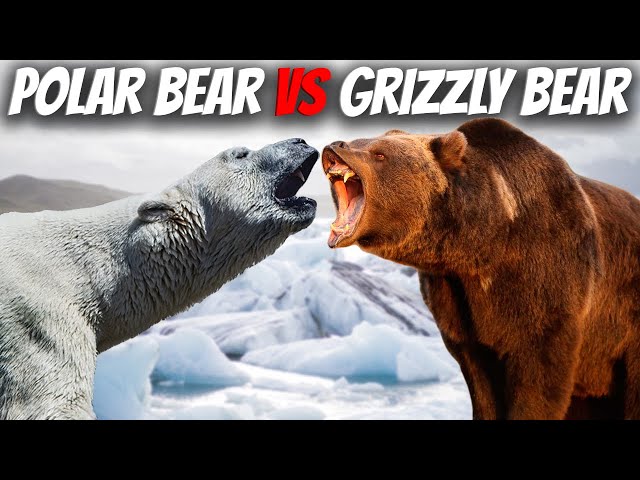 POLAR BEAR VS GRIZZLY BEAR - What if They Would Fight?