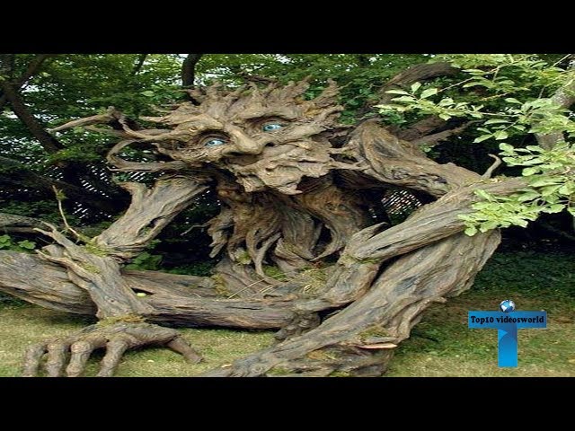 World’s Top 10  Oldest Trees