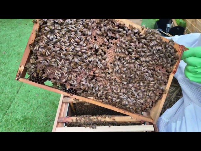 Beekeeping basics with Danny