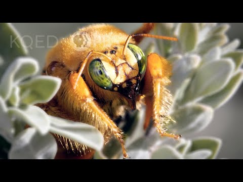 Busy Bees and Other Pollinators | Deep Look