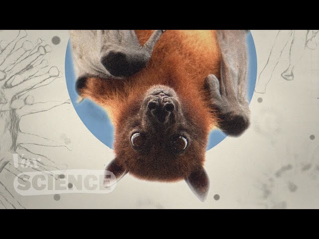 How bats carry deadly diseases without dying