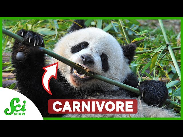 Not All Carnivores Eat Meat