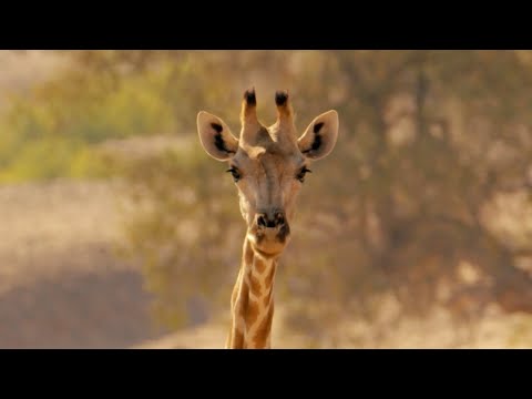 Natural World Giraffes: Africa's Gentle Giants