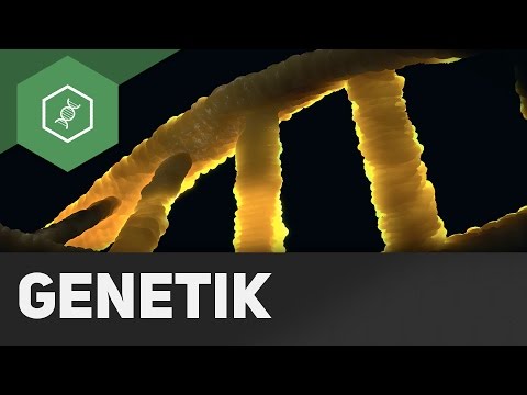 Bio-Abi: Genetik