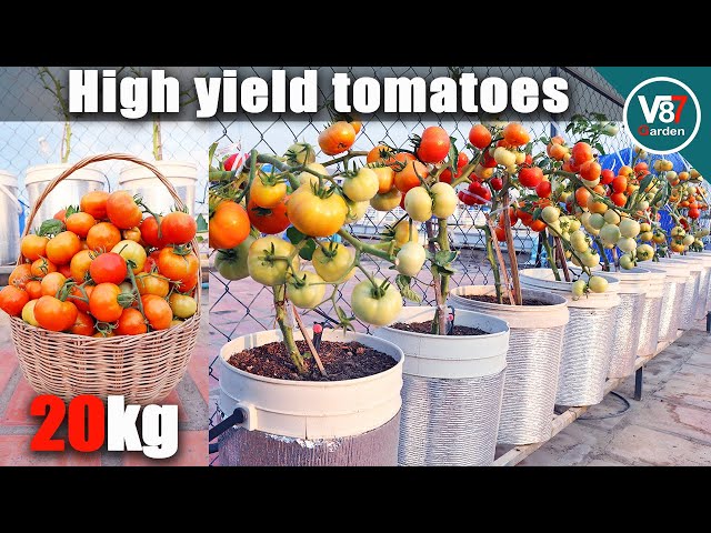 Easy Way to Grow Tomato Plant in Container | Tomatoes recipes