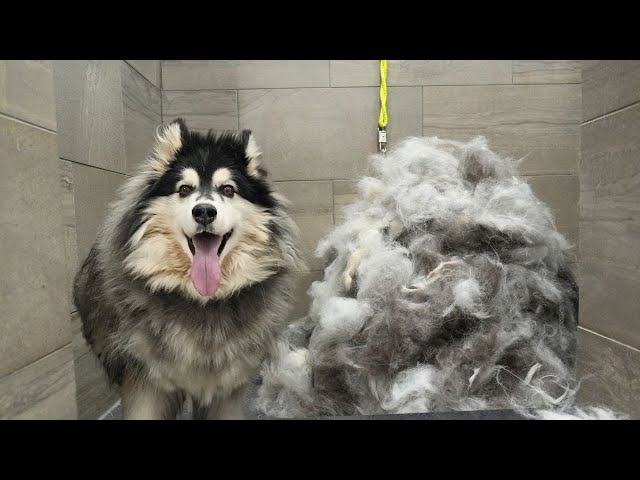 Husky dog EXTREME Grooming Makeover: 6 Hour Transformation! 😳