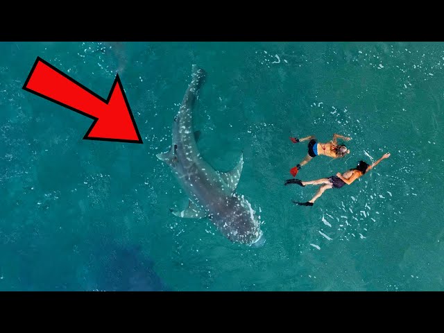 Most Dangerous Sharks | Caught On Camera