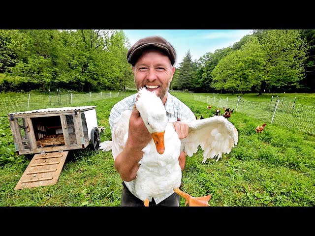 How to Protect Your Chickens Against Predators | 7 Tricks You Probably Haven't Heard of