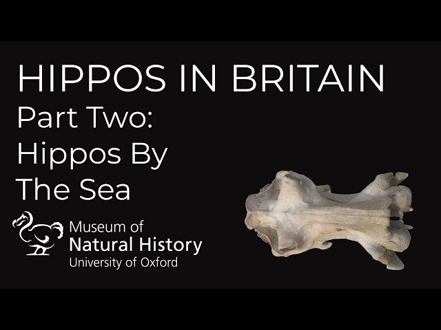 Hippos in Britain -- Part 2: Hippos By The Sea