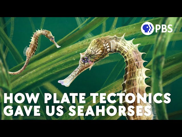 How Plate Tectonics Gave Us Seahorses