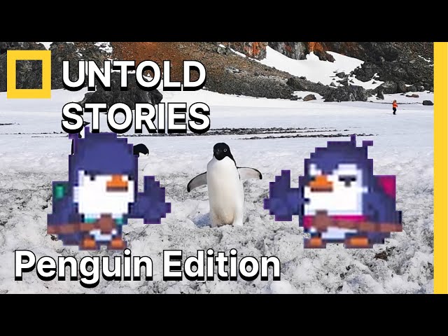 Untold Stories: 5 facts about Sandcastle Penguins | A Bread and Fred Story