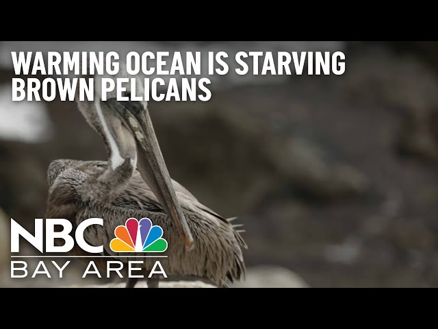 Brown Pelicans Starving Due to Warmer Ocean
