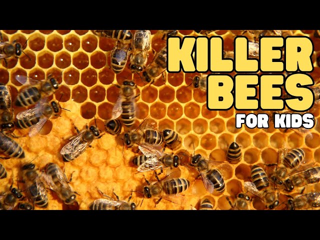 Killer Bees for Kids | Learn all about these Africanized honey bees