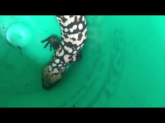 Pet Gila monster bites man, who dies in what experts call a "rare event"