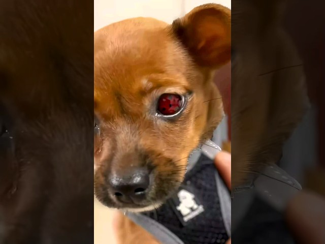 Our dog can use the Sharingan 🥵