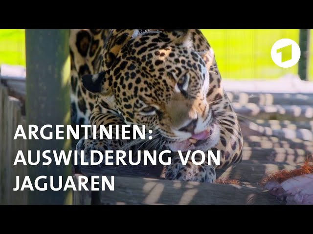 Jaguare zurück in Argentiniens Wildnis  | Weltspiegel