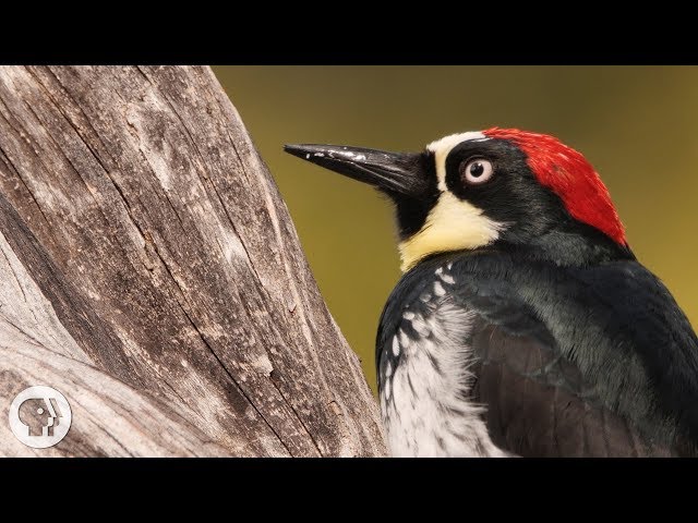You'd Never Guess What an Acorn Woodpecker Eats | Deep Look
