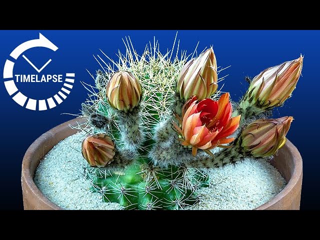 Cactus Flowers Blooming in Timelapse - 8 Hours in 6 Seconds