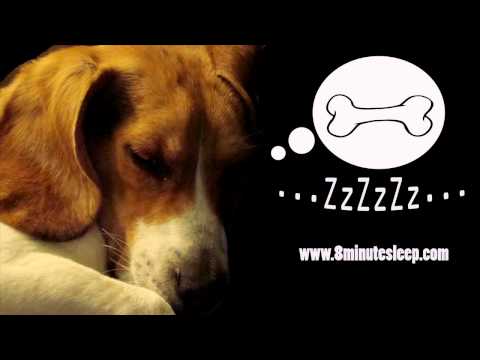 White Noise to Soothe Your Dog