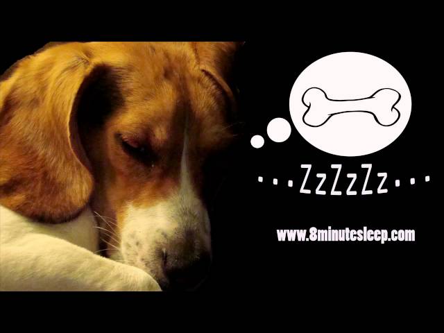 CALM YOUR DOG | Rain Sounds Soothe Anxious Dog | Nature & Birds