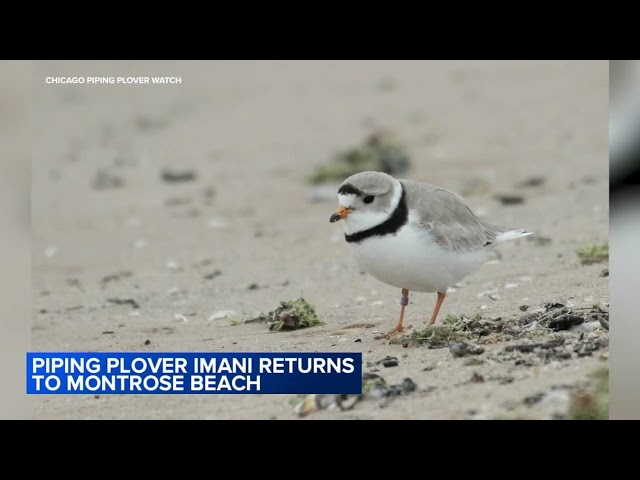 Piping plover Imani returns to Montrose Beach
