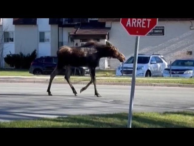 Moose spotted on casual stroll in Fredericton neighbourhood