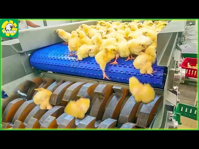 Chicken Egg Incubation Technology 🐣 Broiler Raising Method & Process - Processing Factory