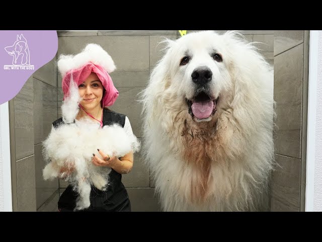 Emotional Owner Reaction: Great Pyrenees Dog's First Bath After 4 Years!