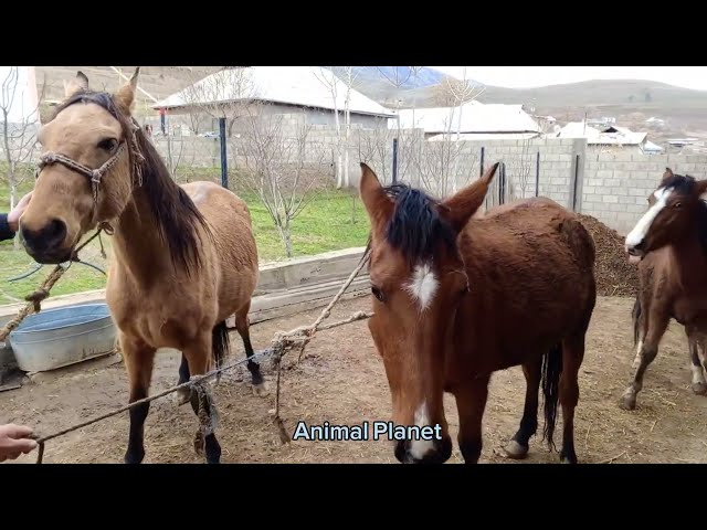 Neues Video über das Leben der Pferde #4