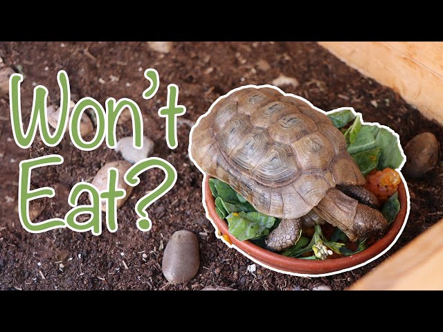 Tortoise NOT Eating? | Causes and Solutions