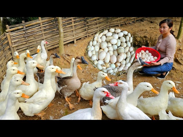 Full video: 30 days of building a farm, taking care of piglets, harvesting duck eggs to sell