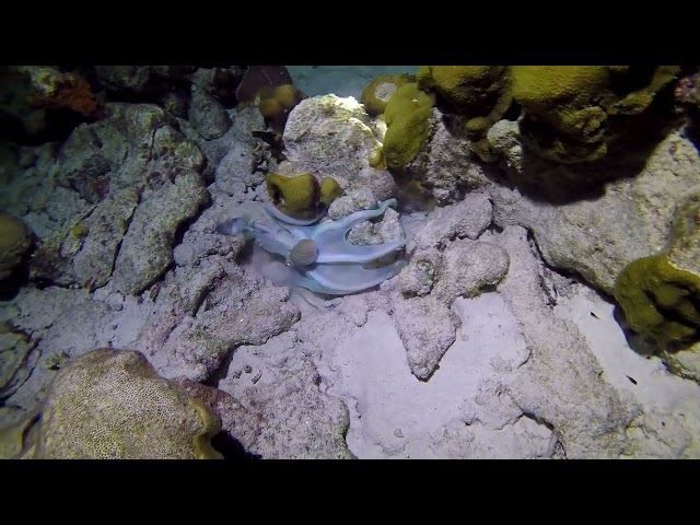 An octopus almost gets a fish!  This is from a nightdive in Bonaire a few weeks ago.