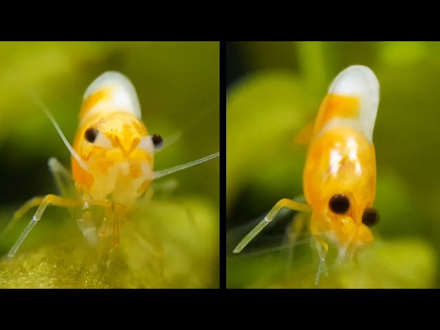 Tiny Shrimp Has HUGE Sneeze