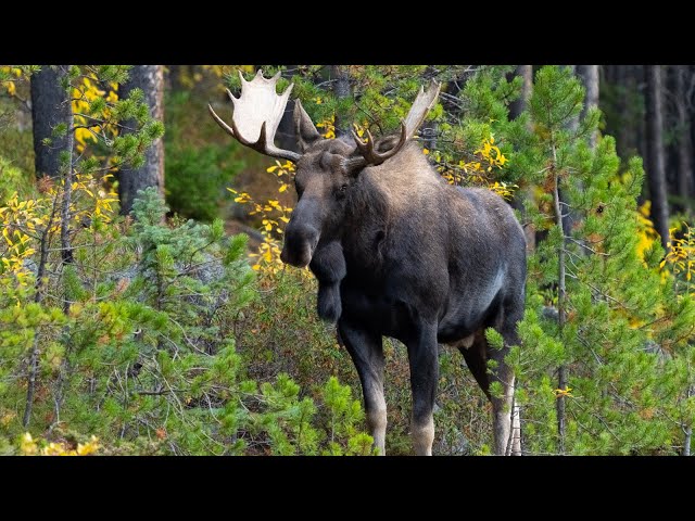 Magnificent Young Bull Moose Climbs for Love