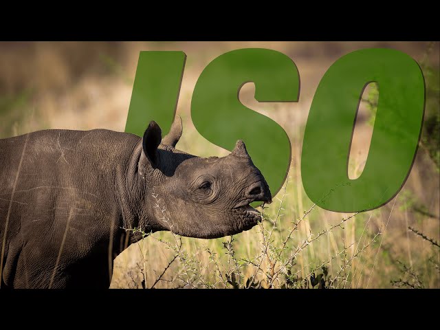 ISO Explained To Wildlife Photographers I Great For Low Light Conditions