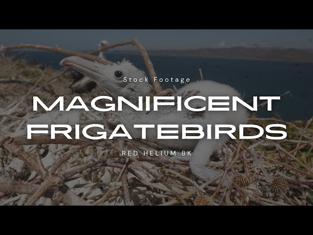 Frigate Bird Stock Selects