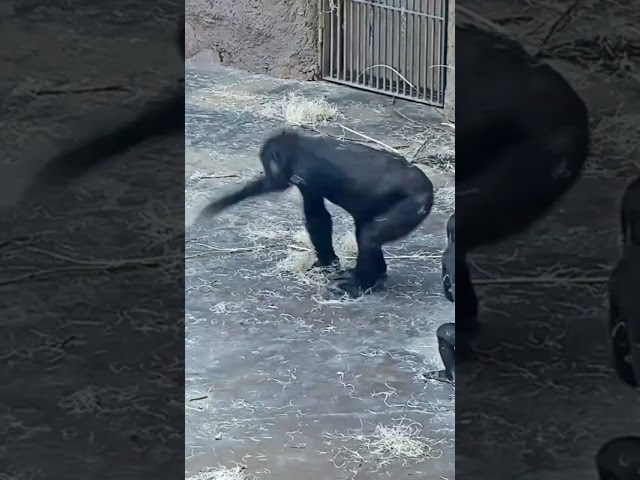 Happy Gorilla 🤗