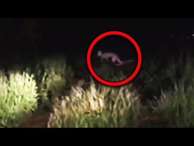Top 10 Most Scary Creatures Accidentally Caught On Tape