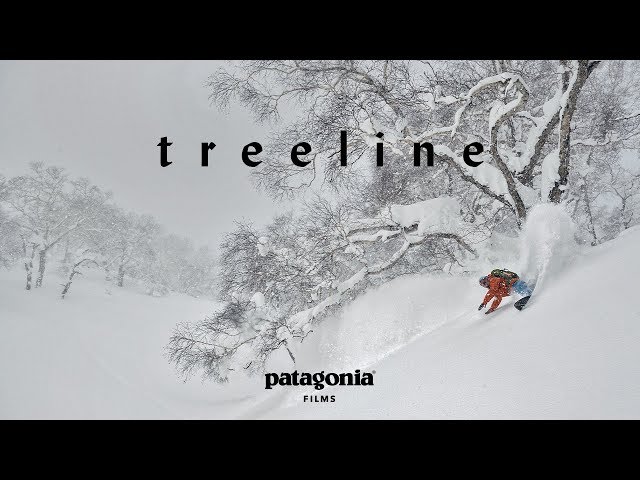 Treeline | The Secret Life of Trees | Patagonia Films