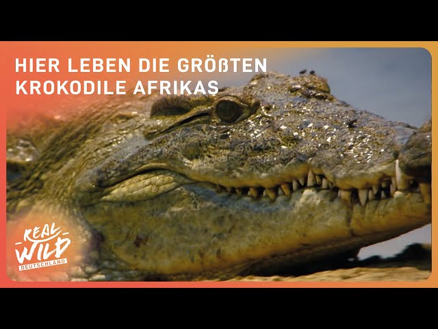 Spezialdoku: Unerforschter Nil | Zuhause der größten Krokodile | Real Wild Deutschland