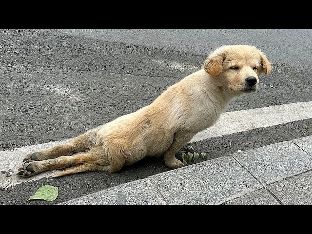 With both legs paralyzed, the puppy tried to walk step by step on the deserted road looking for help