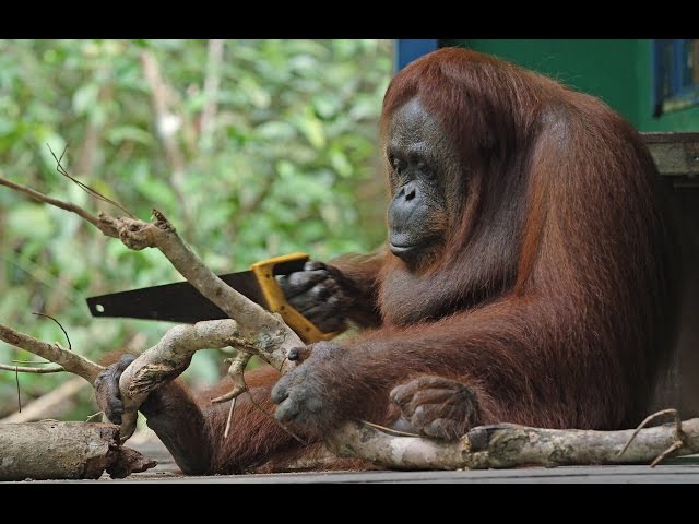 Robot Orangutan Vs Wild Orangutan Sawing Duel