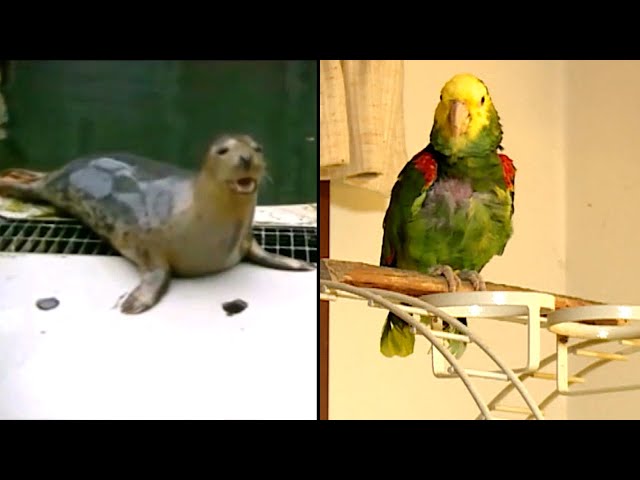 Animals Who Learned to Mimic Humans