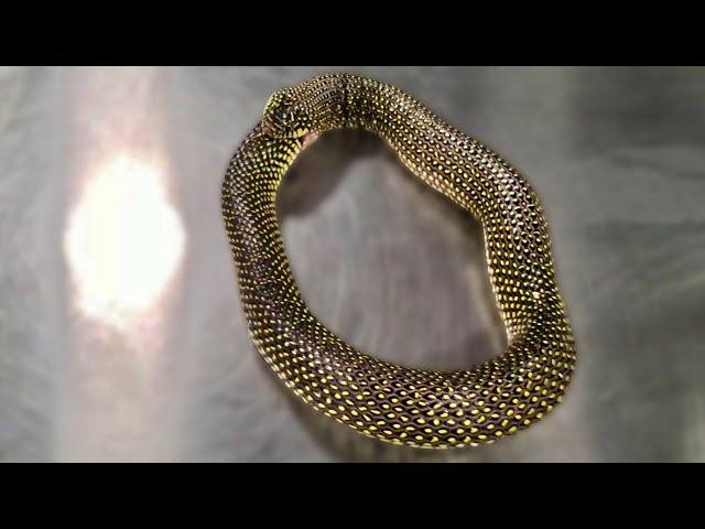 A Snake Eating Itself