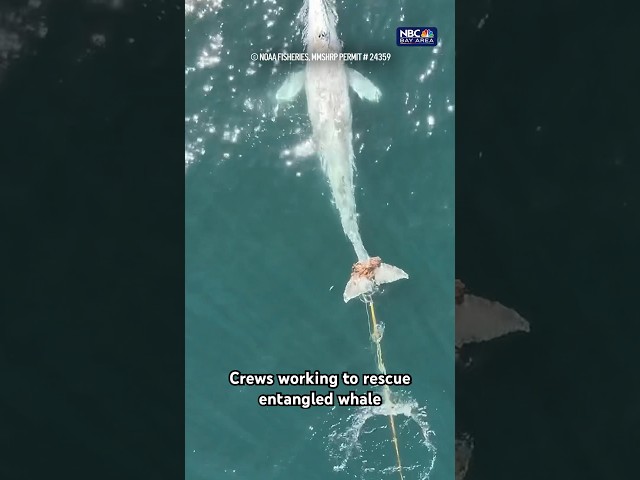 Teams work to save entangled #whale off #sanmateocounty coast • #bayarea