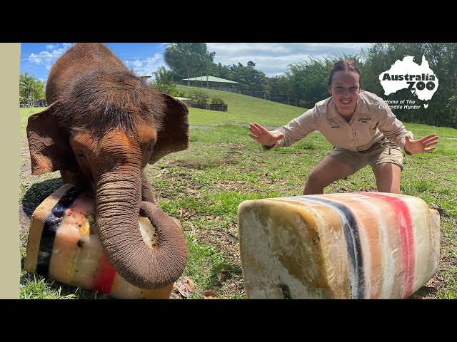 A giant ice block for our awesome elephants | Australia Zoo Life