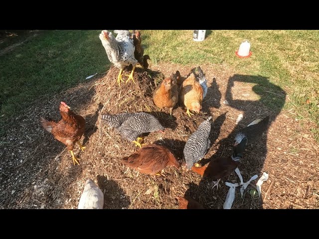 Making Compost With The Chickens