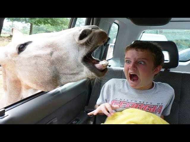 Try Not To Laugh | Funny Babies At The Zoo - Funny videos