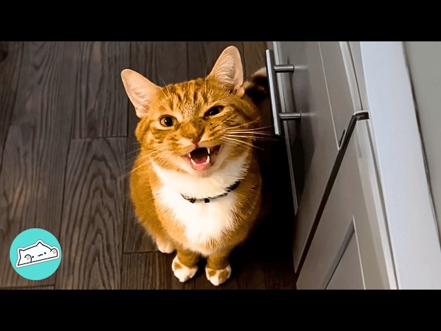 Two Cats Talk Up A Storm And Make Whole Family Laugh | Cuddle Buddies