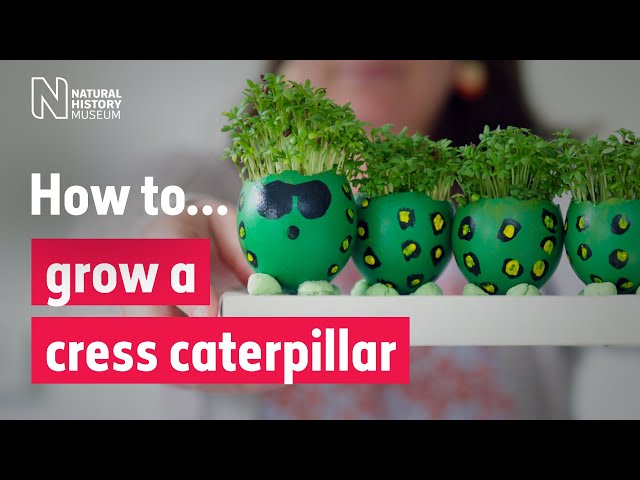 How to grow a cress caterpillar | Natural History Museum